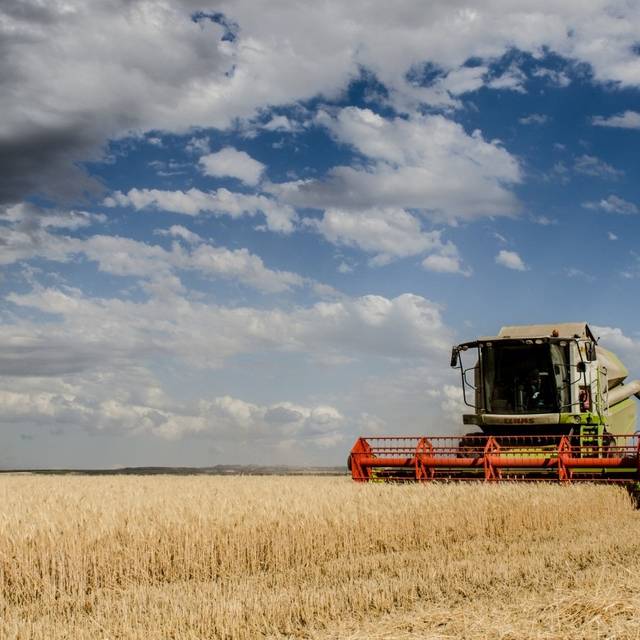 Ein Mähdrescher fährt über ein Feld und erntet es ab.