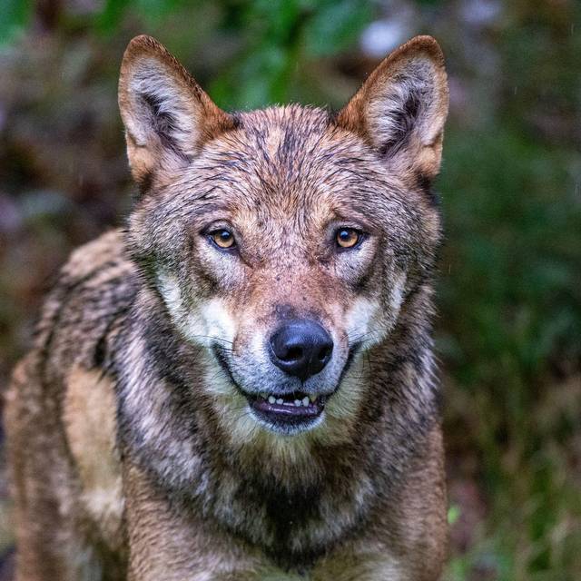 Wolf beißt Jungen in den Niederlanden und zerrt ihn in Wald