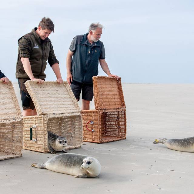 Auswilderung von Seehund-Jungtieren