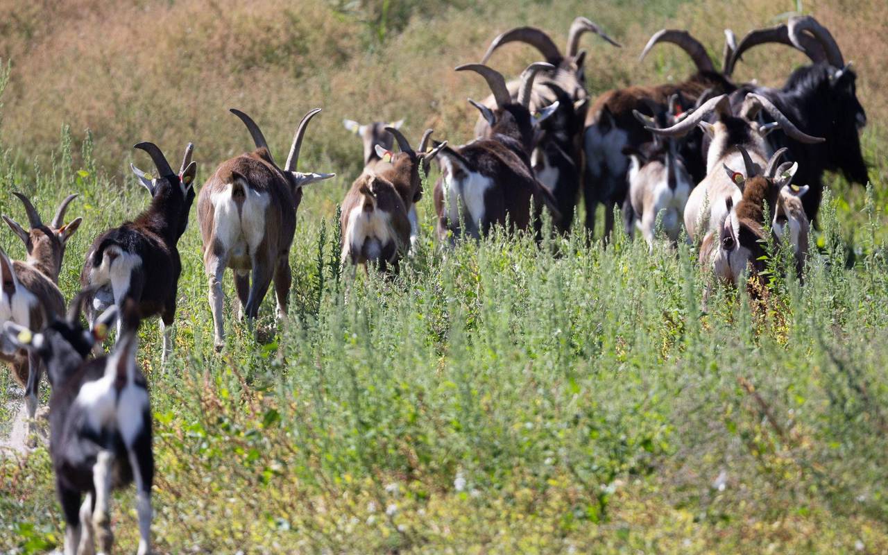 Ziegen ziehen auf Boot zur Insel Walfisch um