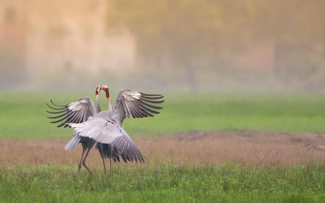 Zwei Kraniche stehen auf einem Feld.