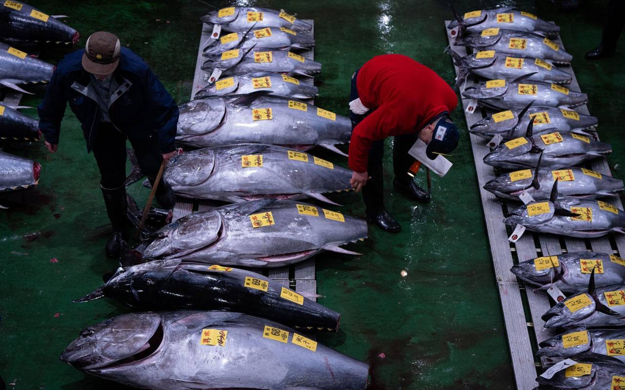 Erste Thunfischauktion des Jahres in Tokio