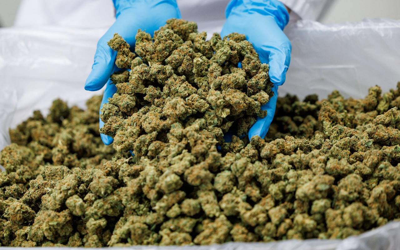 Medizinal-Cannabis-Produktionsstätte