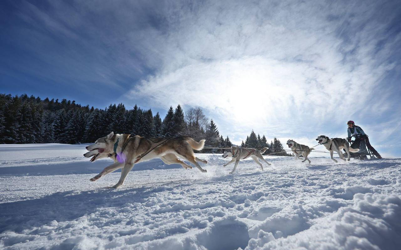 Internationales Schlittenhunderennen