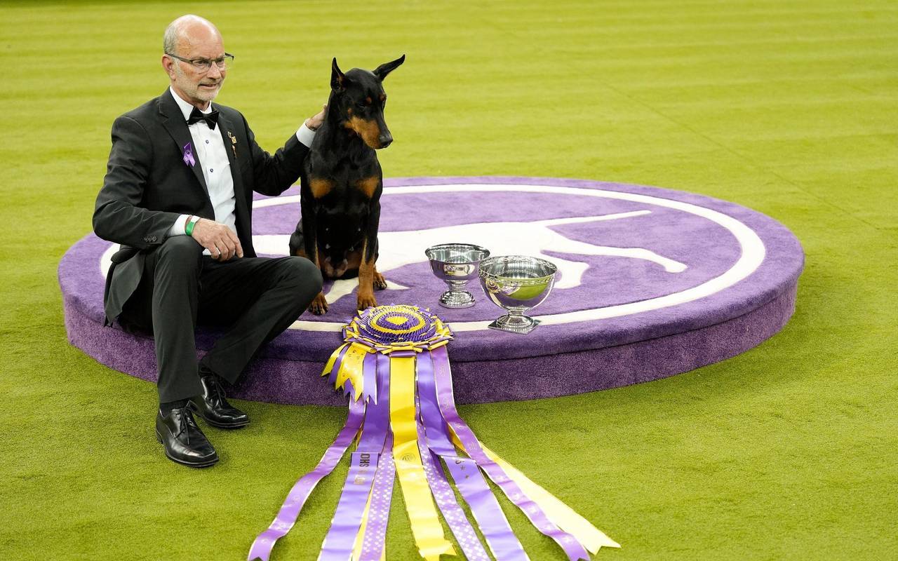 Hundeausstellung Westminster Kennel Club Dog Show in USA