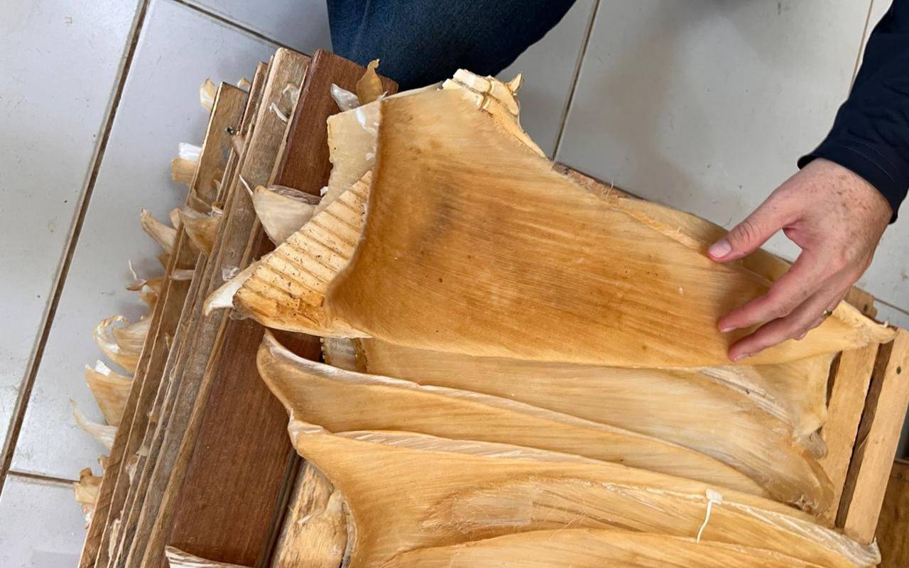 Mehr als 1,5 Tonnen Haiflossen in Brasilien beschlagnahmt