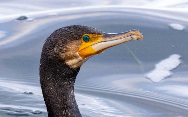 Kormoran