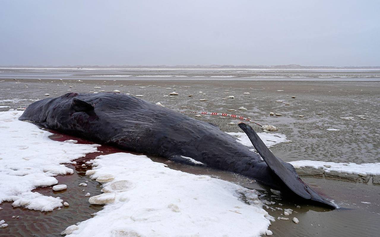 Pottwal in Dänemark gestrandet