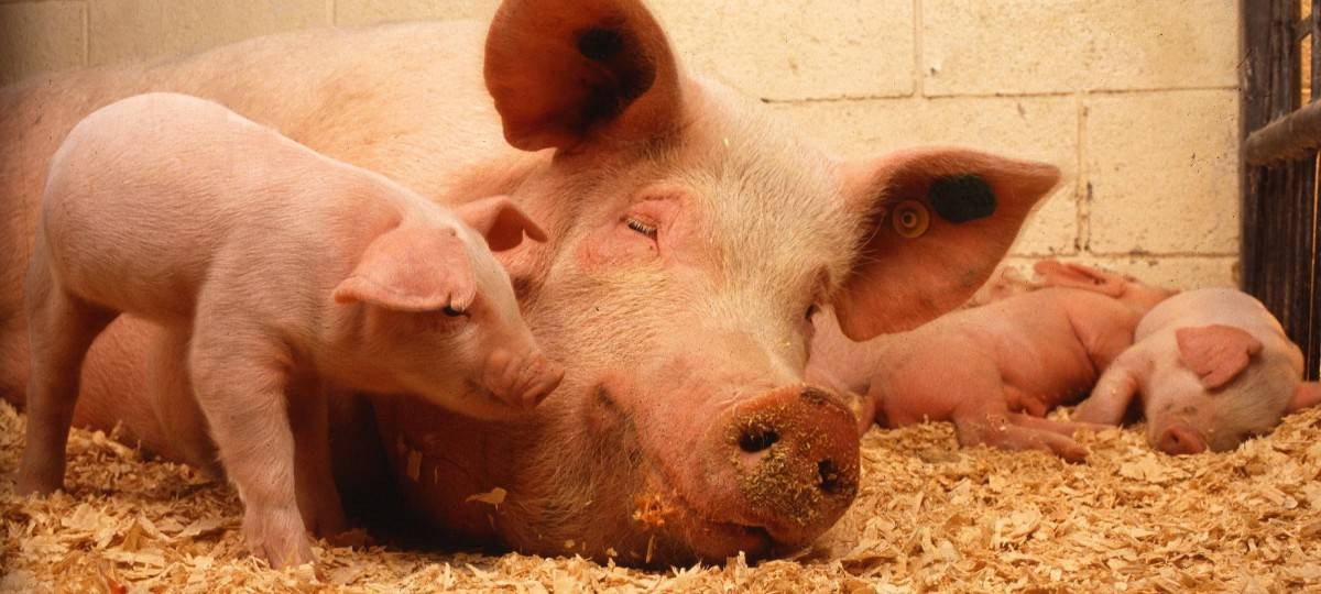 Neues Tierwohllabel