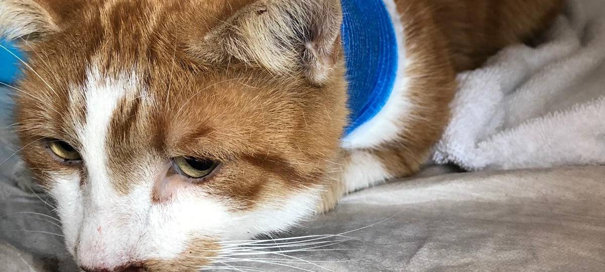 Tierschützer schildern Fall von gequältem Kater