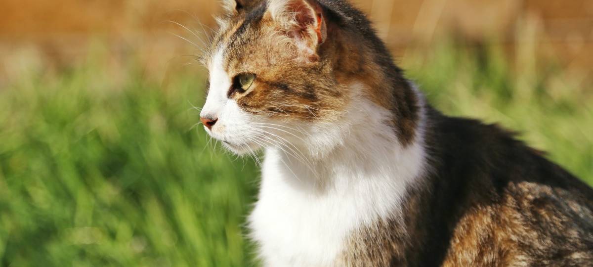 Katzen vertreiben ohne Quälerei