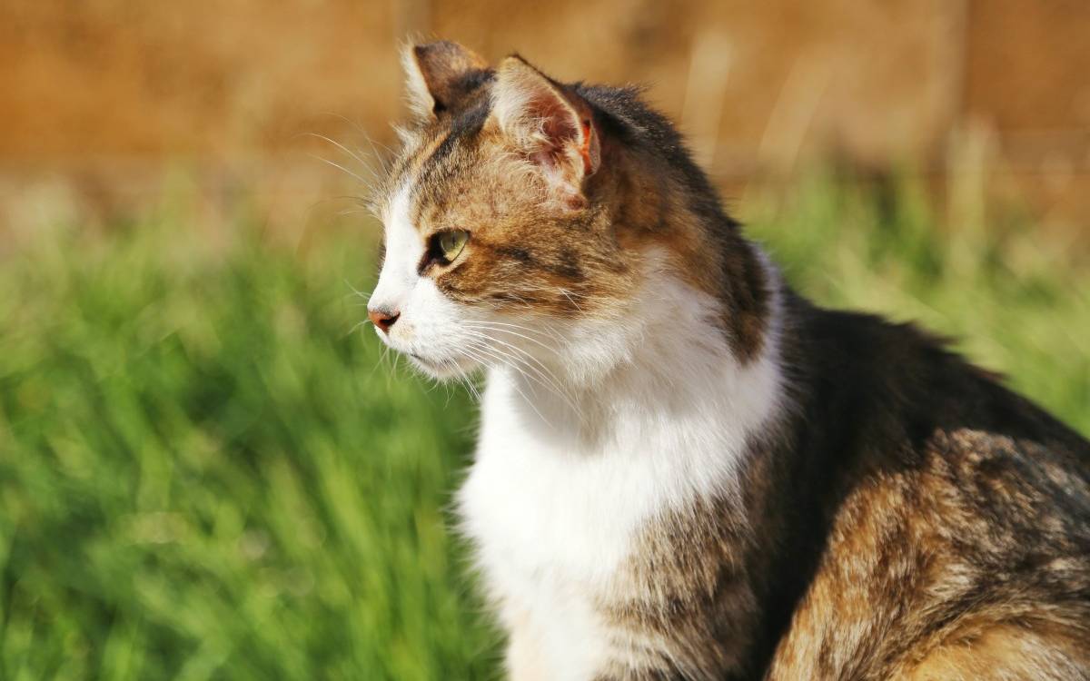 katzen vertreiben ohne qualerei radio rst