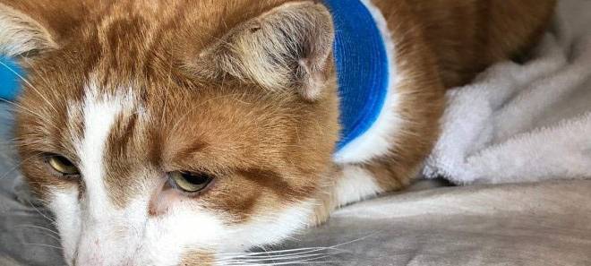 Katzen vertreiben ohne Quälerei