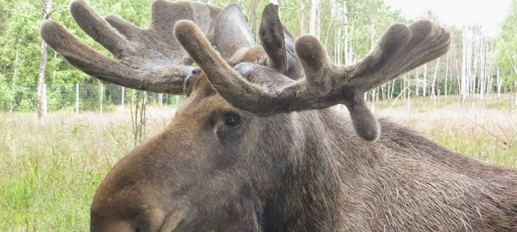 Jäger aus der Region bekommt keinen Schadenersatz