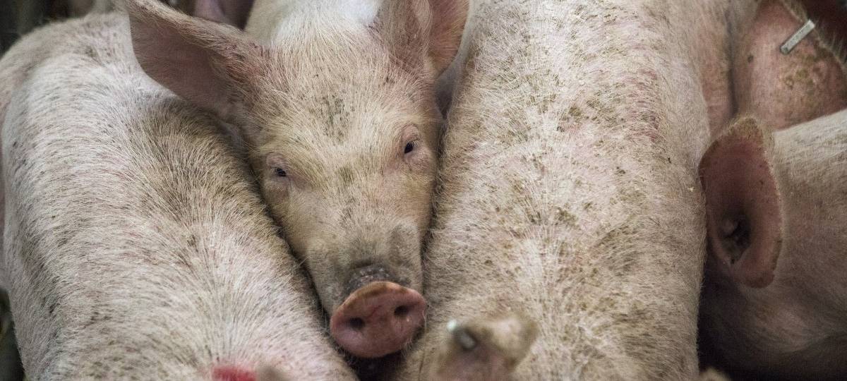 Fälle von Tierquälerei im Kreis Steinfurt