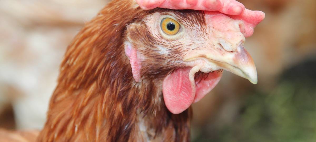 Ermittlungen gegen Landwirt