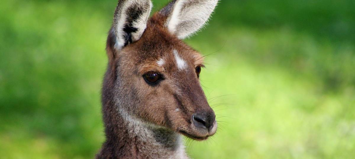 Ausgebüxtes Känguru in Rheine zurück