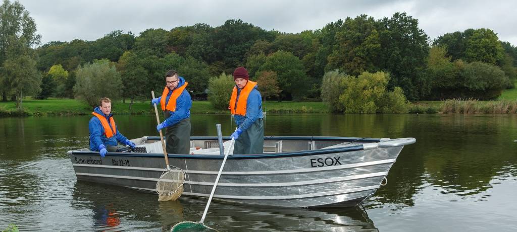 Fischzählung in Münsters Aasee
