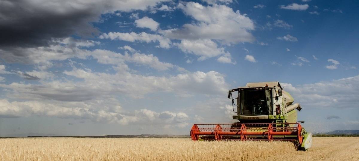 Ein Mähdrescher fährt über ein Feld und erntet es ab.