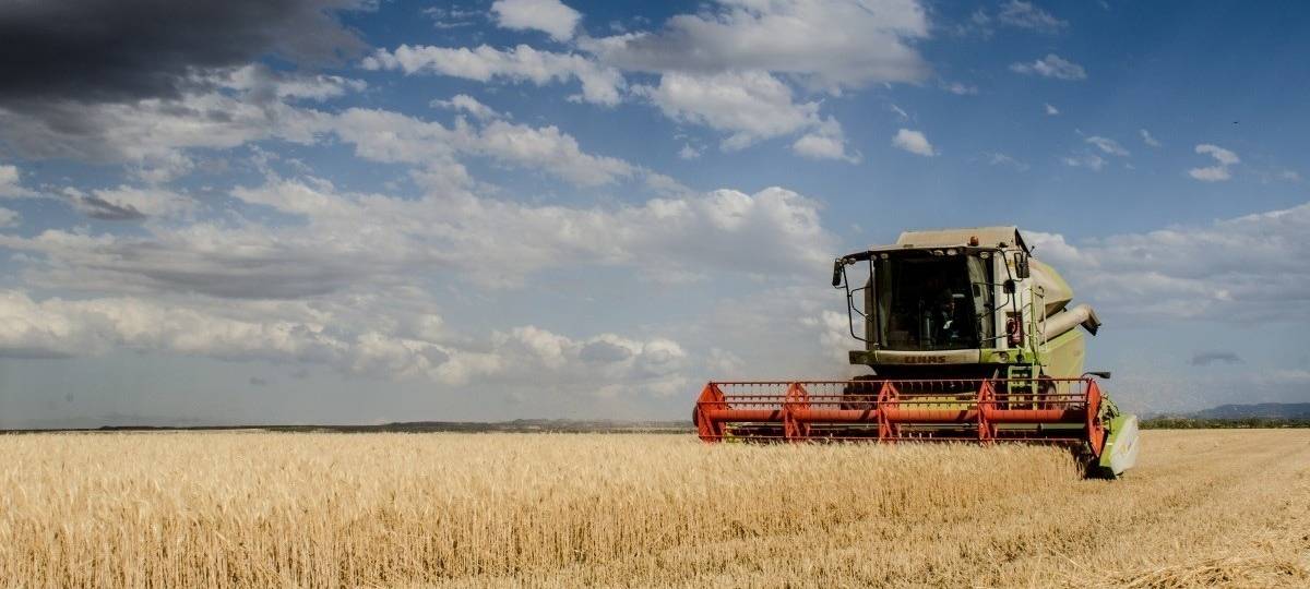 Ein Mähdrescher fährt über ein Feld und erntet es ab.