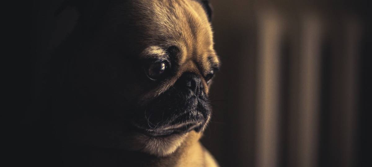 Mops "Edda" landet vor Gericht