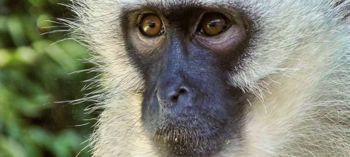 Proteste gegen Forschungsunternehmen