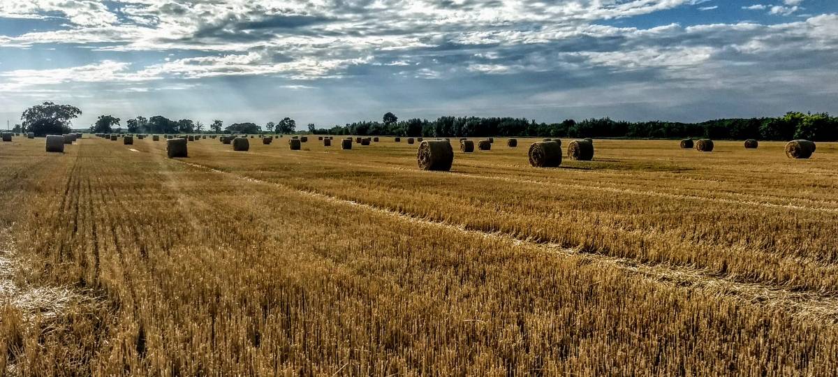 Prognose Landwirtschaft