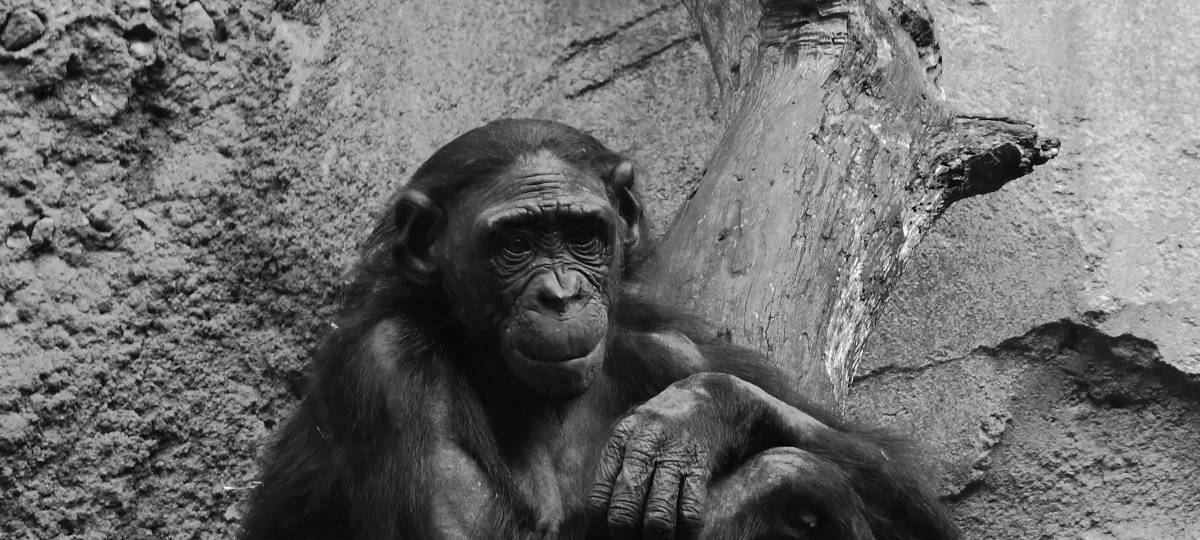 Reaktionen nach Affenhausbrand