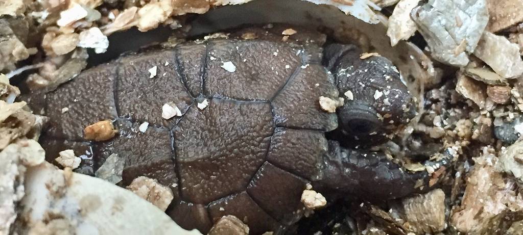 Allwetterzoo Münster ist stolz auf Nachzucht
