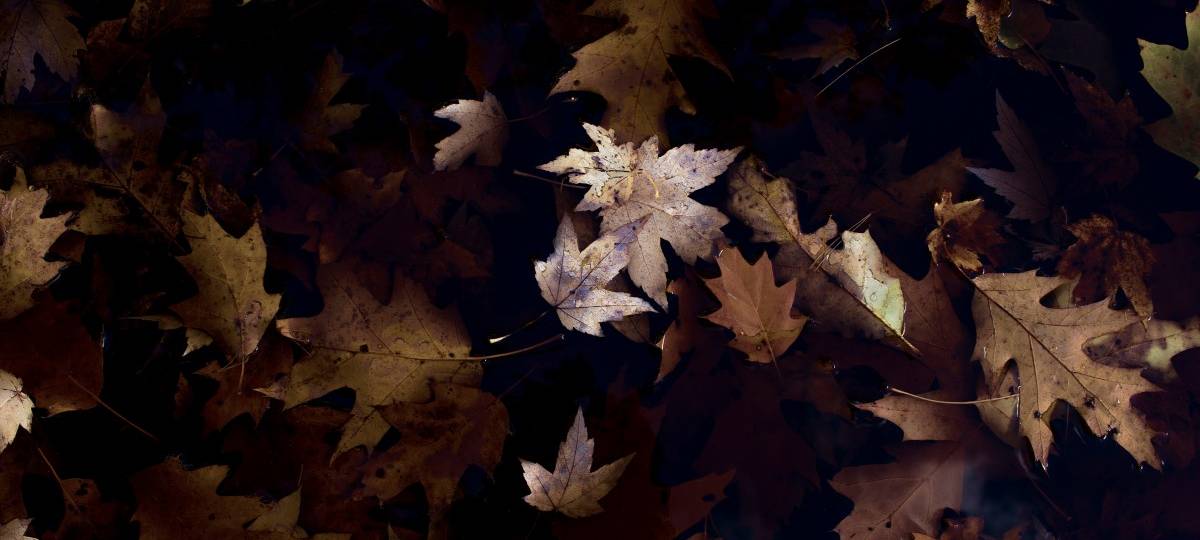 Lengerich: Kind gerät in Bärenfalle