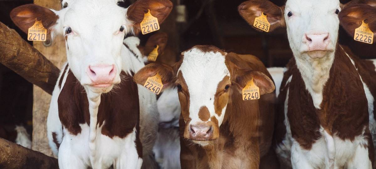 Kritik an langen Tiertransporten aus der Region