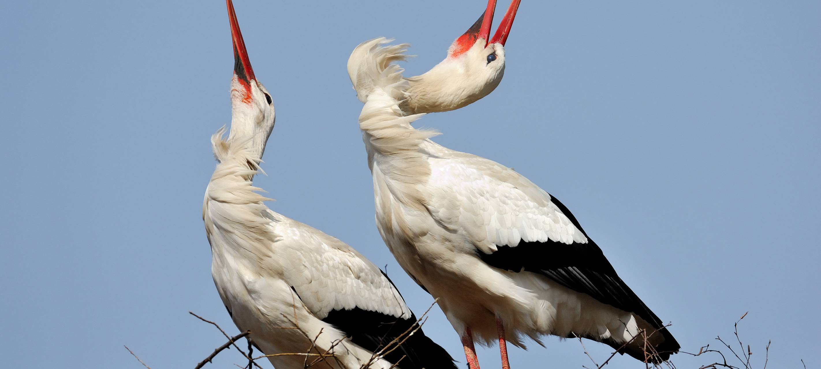 Erste Störche zurück in der Region