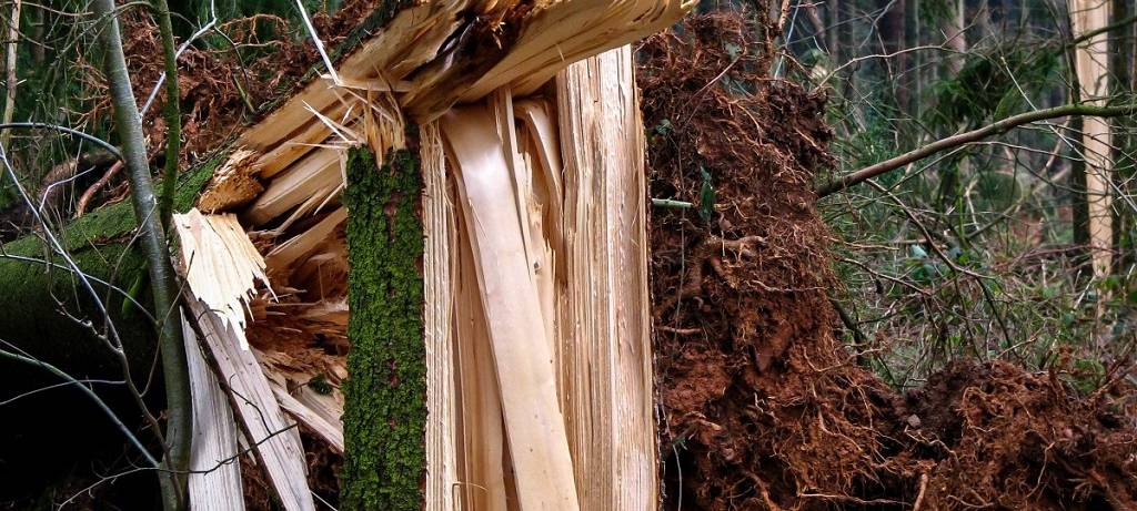 Wald braucht mehr Regen