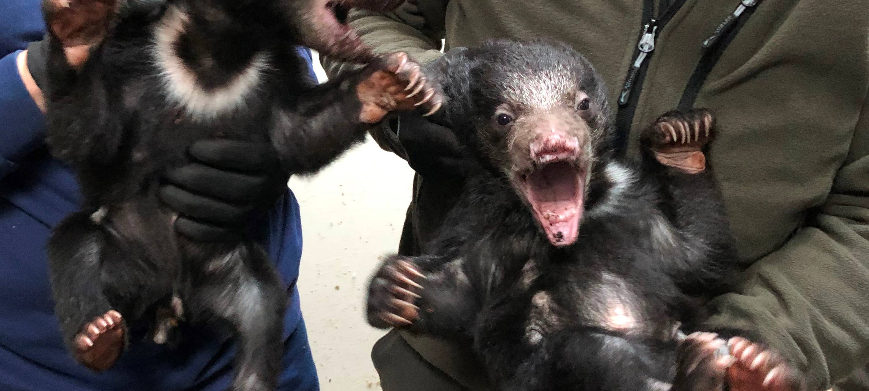 Neues von den Baby-Bären