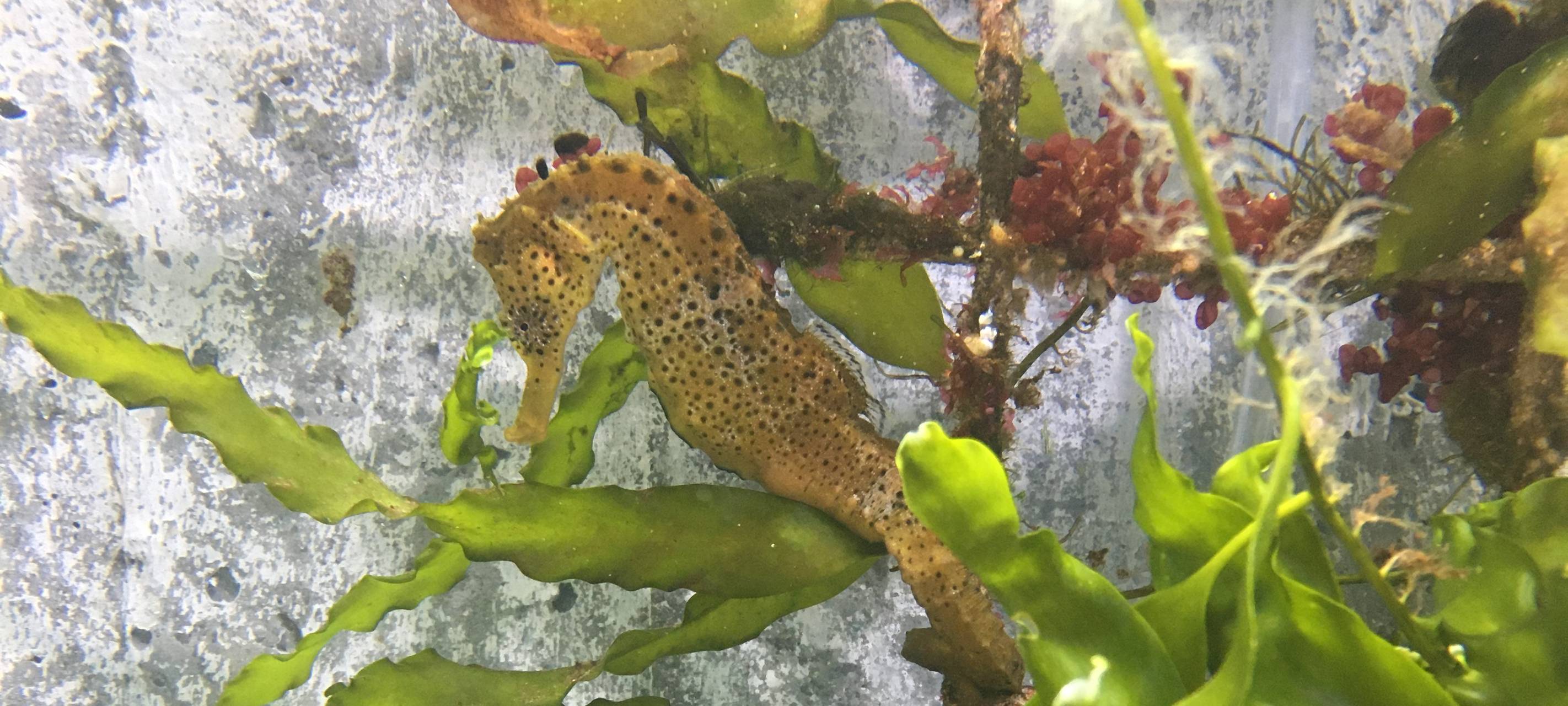 Baby-Seepferdchen im Allwetterzoo