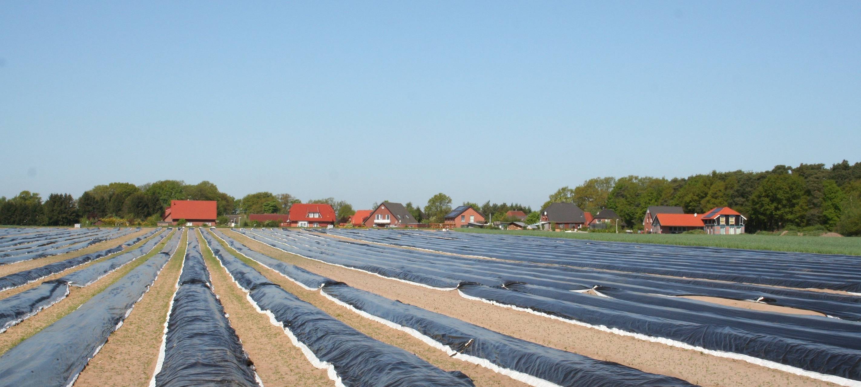 Spargelsaison in der Region steht bevor