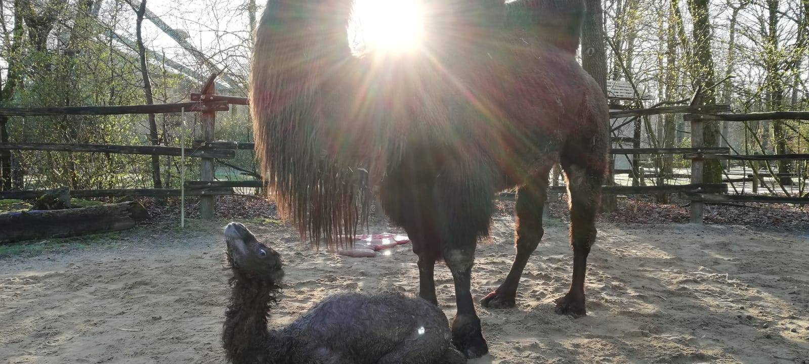 Trampeltier im Allwetterzoo geboren