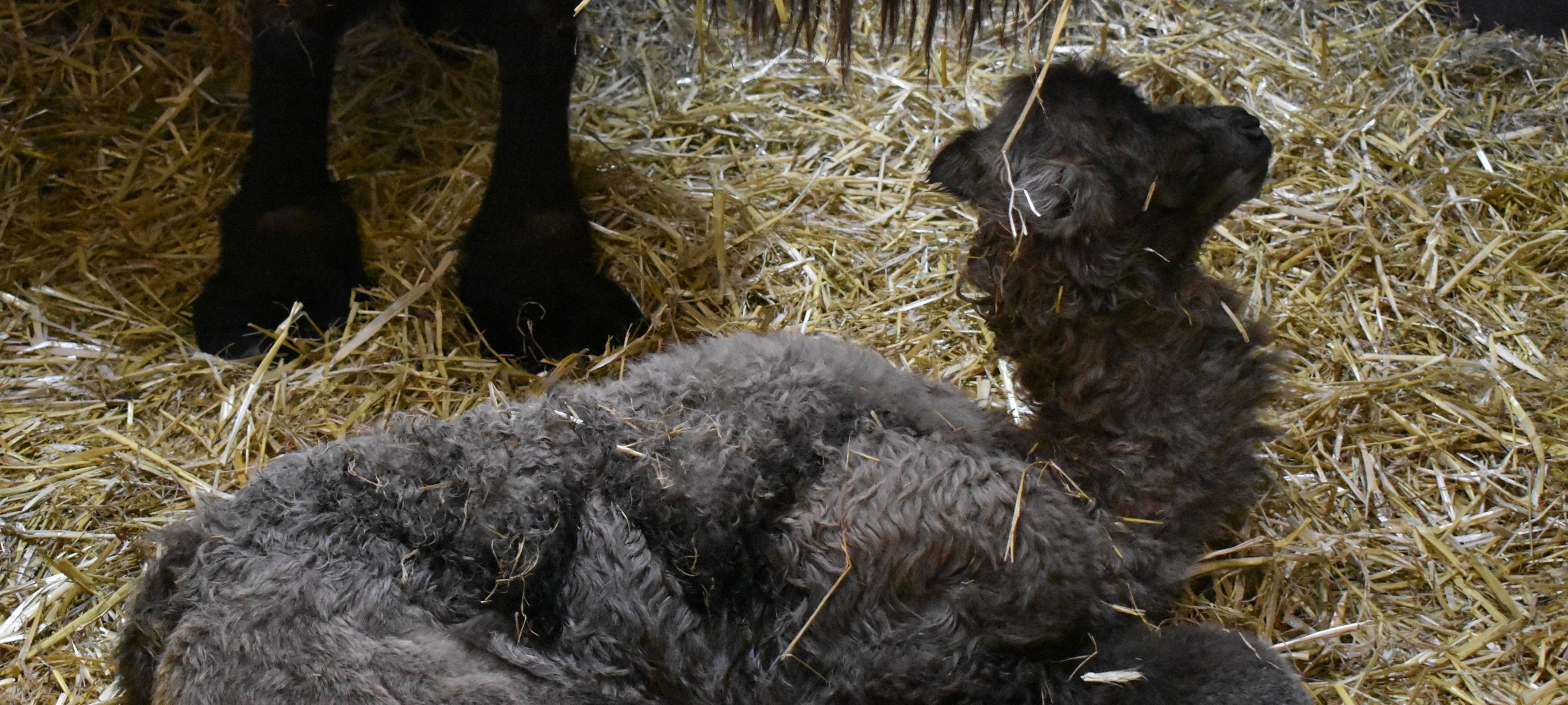 Trampeltier im Allwetterzoo geboren