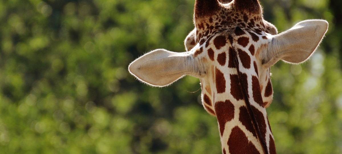 Zoos in der Corona-Krise