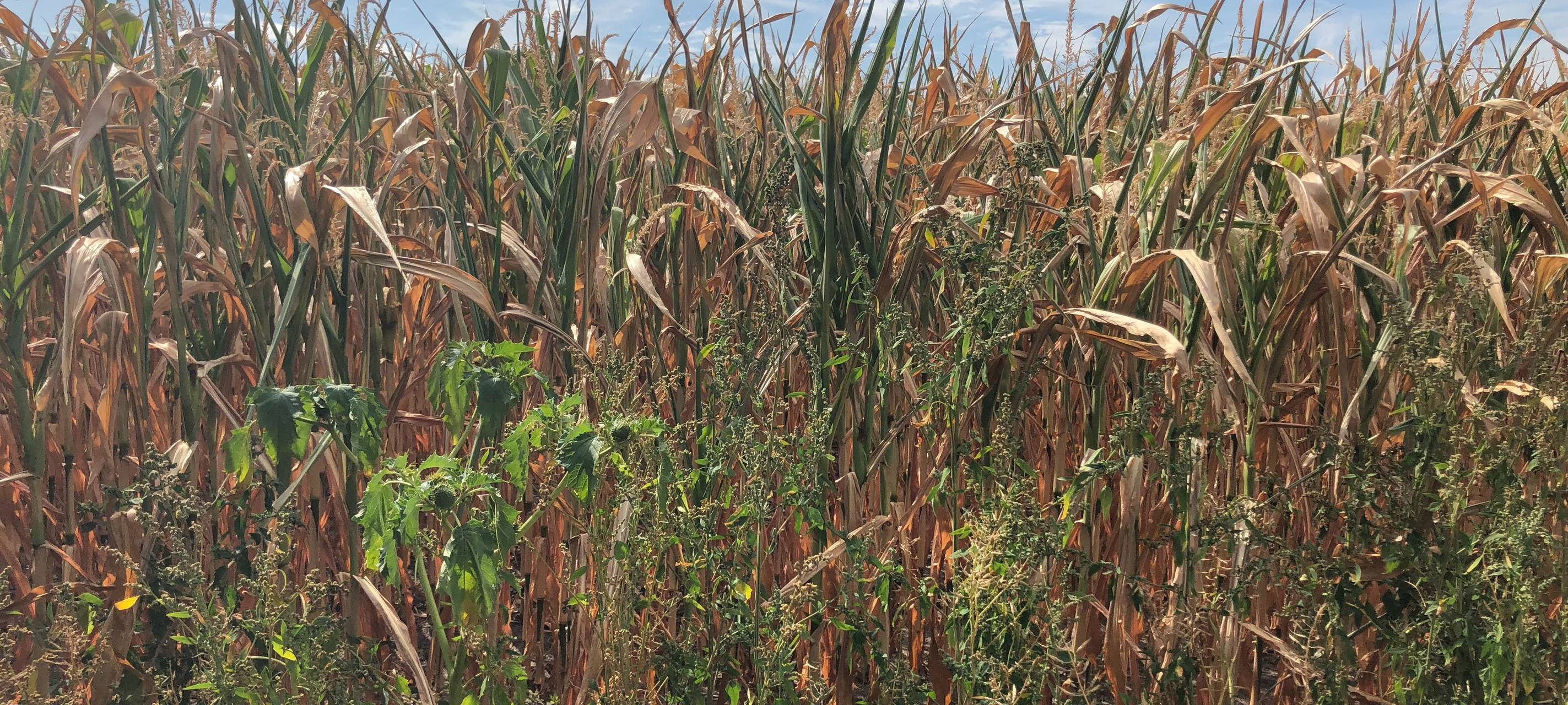 Dürre: Landwirte sorgen sich um Ernte