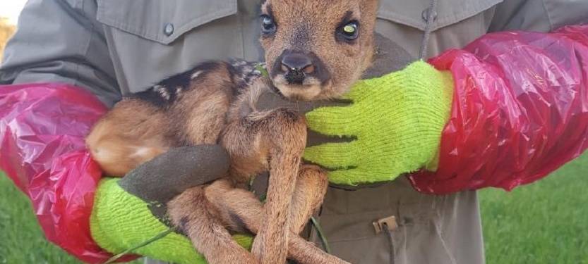 Rehkitzrettung im Tecklenburger Land