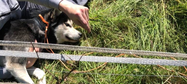 Husky hat in Ibbenbüren Schafe gerissen - Polizei sucht Besitzer