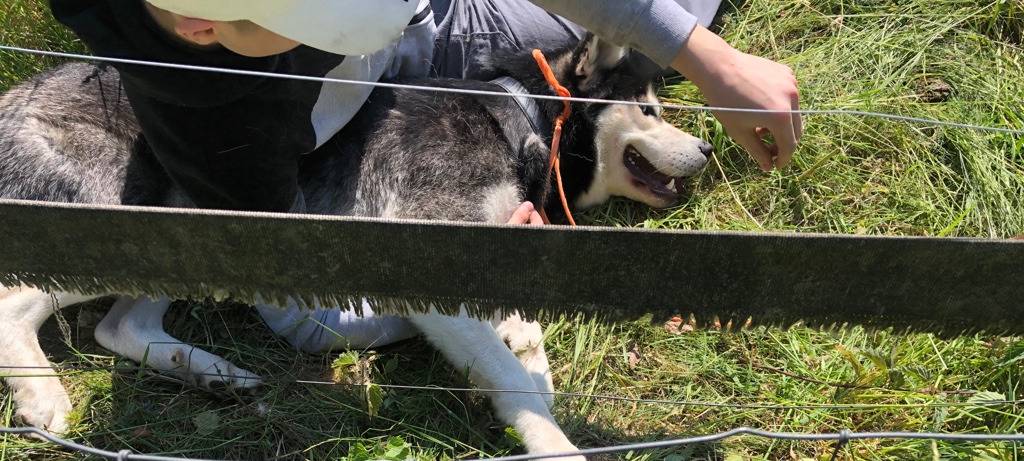 Husky hat in Ibbenbüren Schafe gerissen - Polizei sucht Besitzer