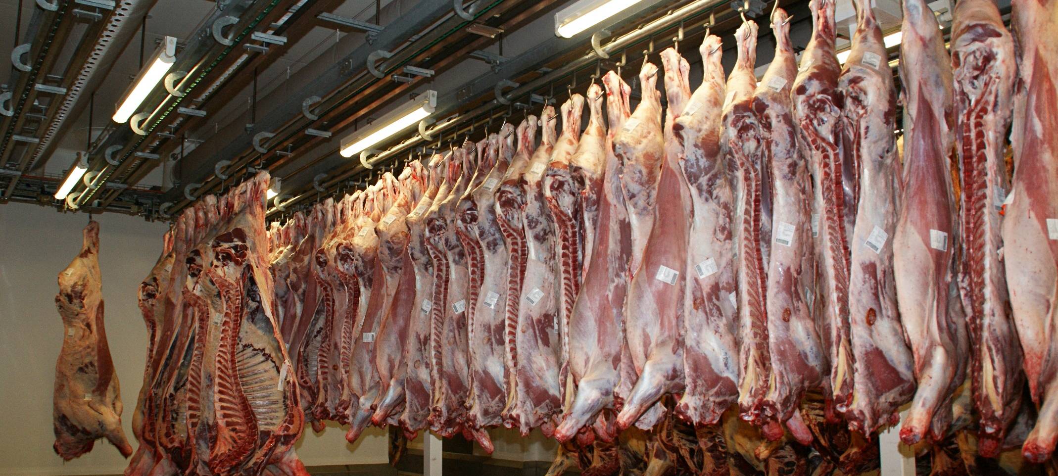 Tönnies-Ausbruch: Kreis Warendorf steuert auf Obergrenze zu