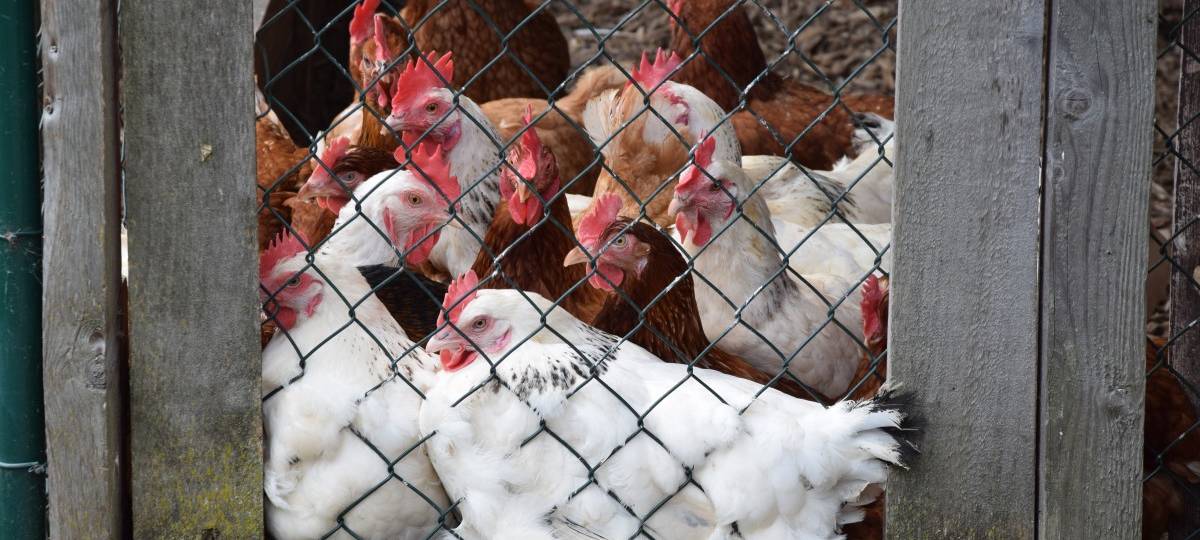 Coronaausbruch bei Wiesenhof in Lohne
