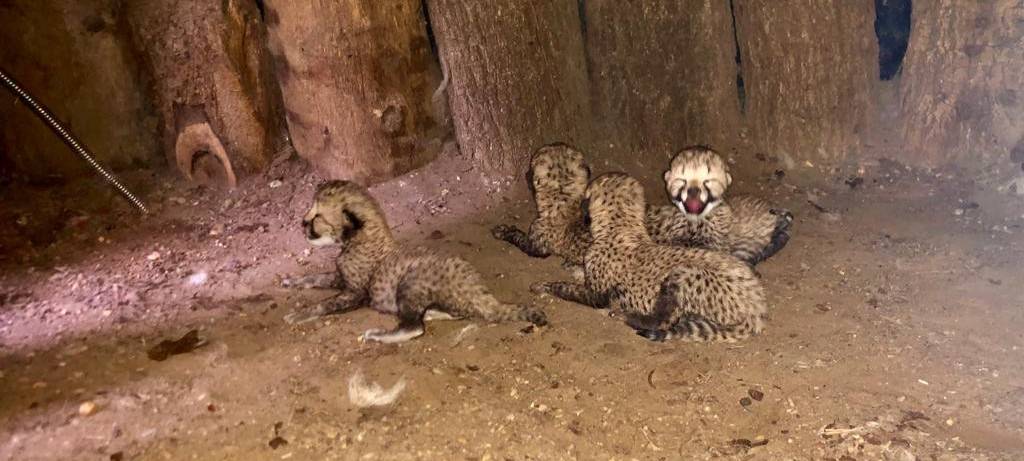 Geparden-Babys im Allwetterzoo Münster