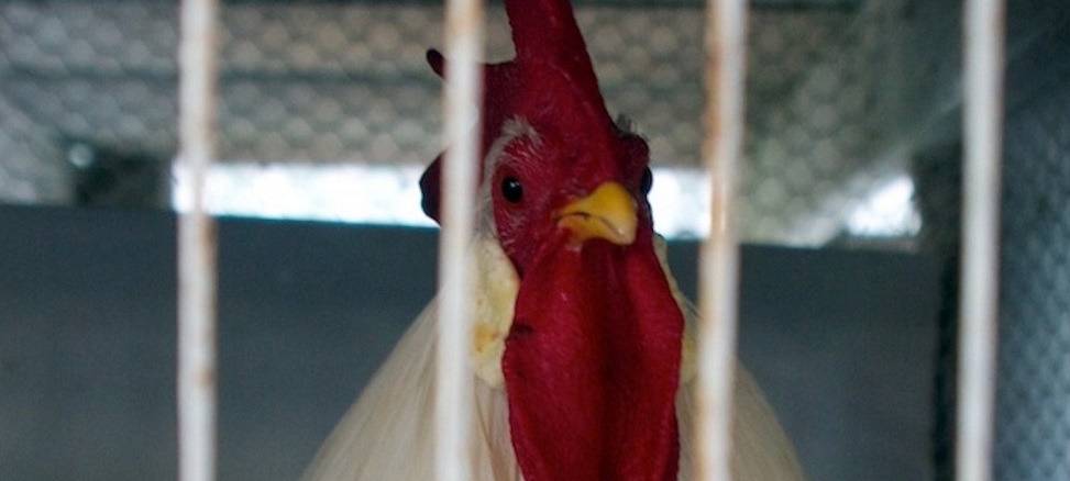 Hähnchenmast in Ochtrup