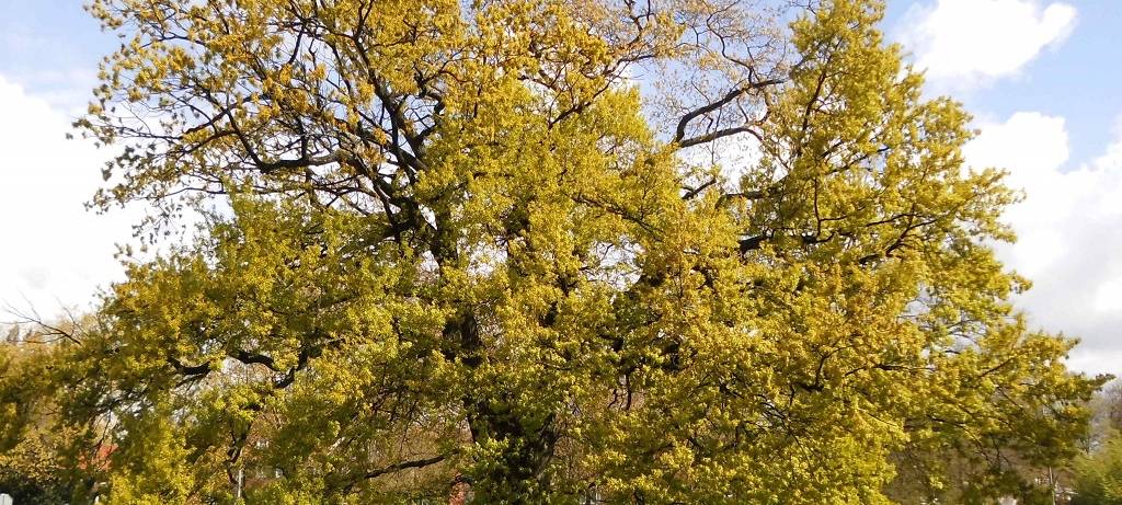 Grüne Zeitzeugen in Münster