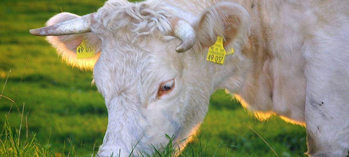 Gespräche zwischen Vertretern der Landwirte und Discountern