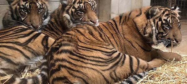 Tiger aus Naturzoo Rheine zieht um
